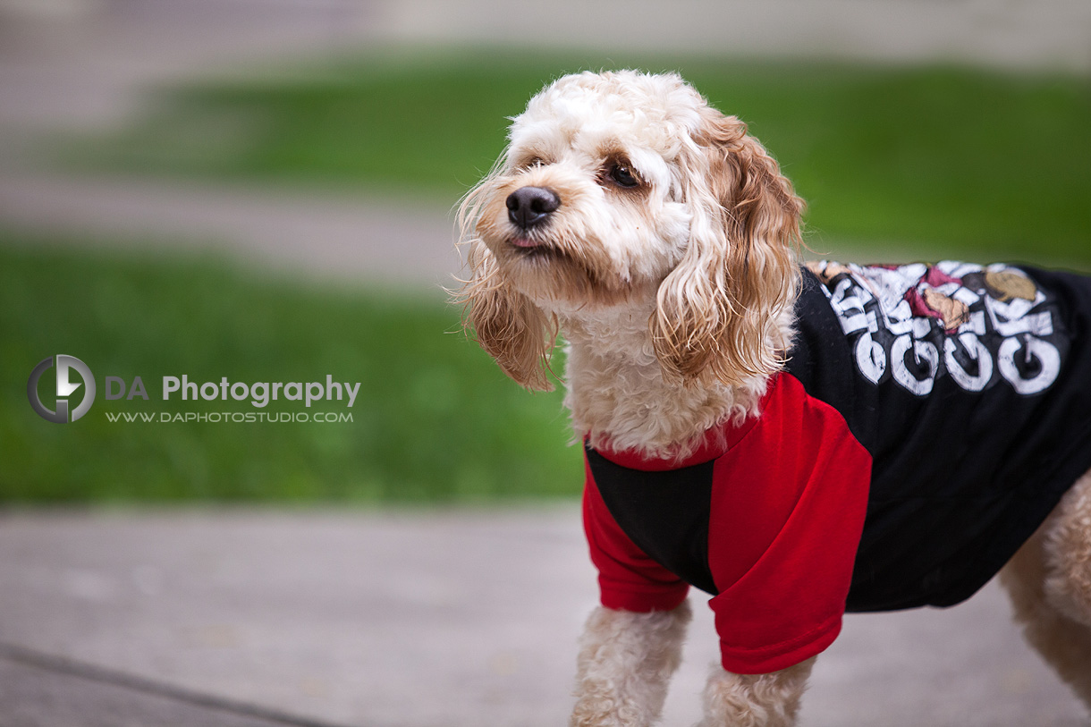 Outdoor Dog Photo with Shirt Prop - Family & Pet Photography by Dragi Andovski - www.daphotostudio.com