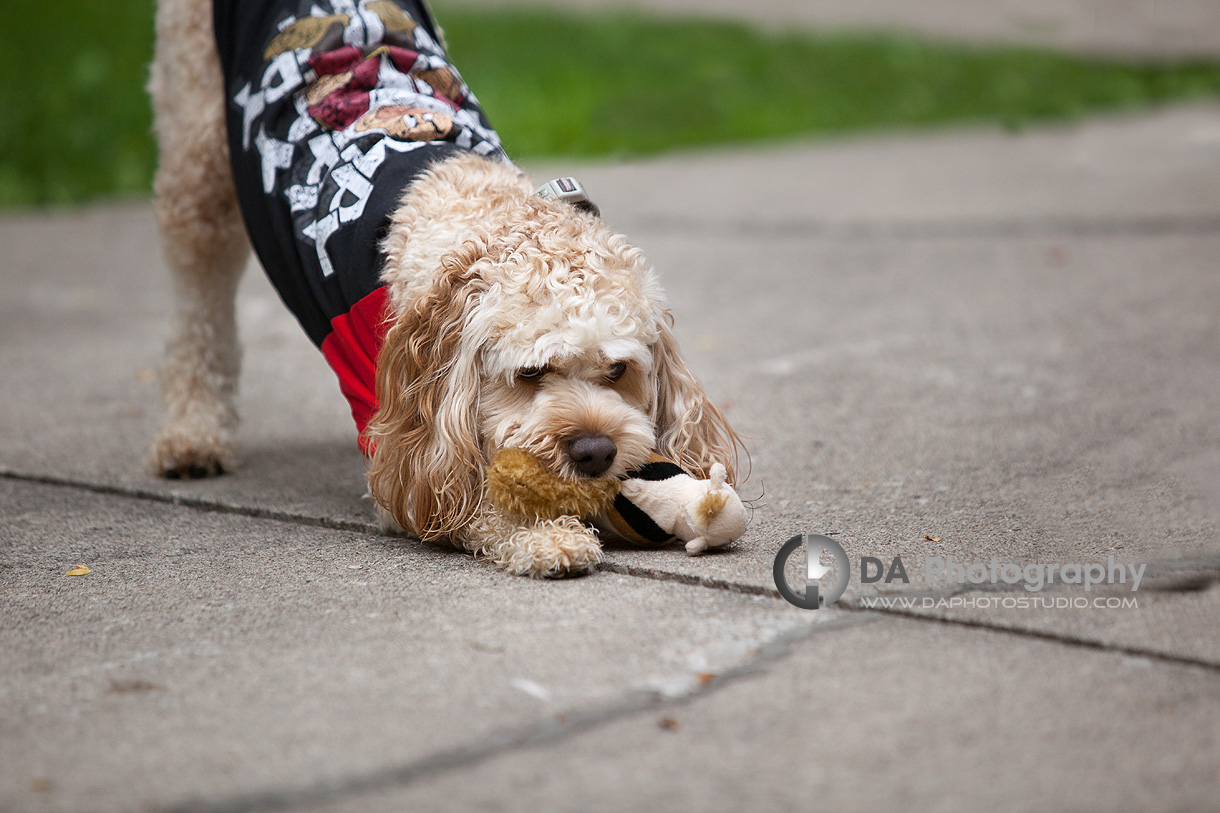 Dog with Toy Outdoor Photo - Family & Pet Photography by Dragi Andovski - www.daphotostudio.com