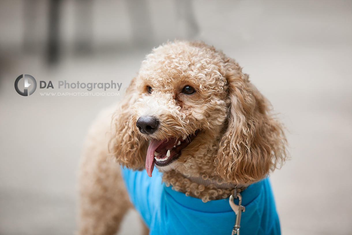 Small Dog Outdoor Photo - Family & Pet Photography by Dragi Andovski - www.daphotostudio.com