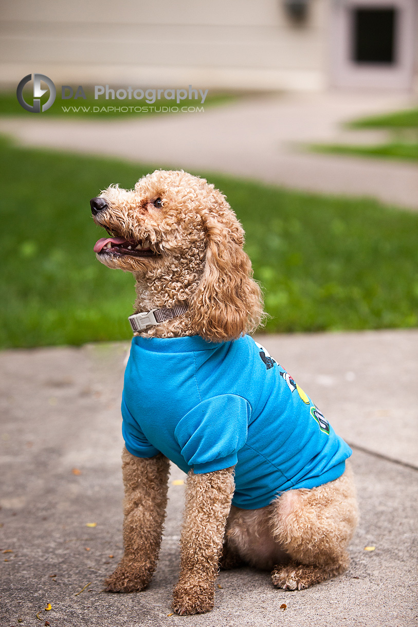 Sitting Dog Portrait Outdoors - Family & Pet Photography by Dragi Andovski - www.daphotostudio.com