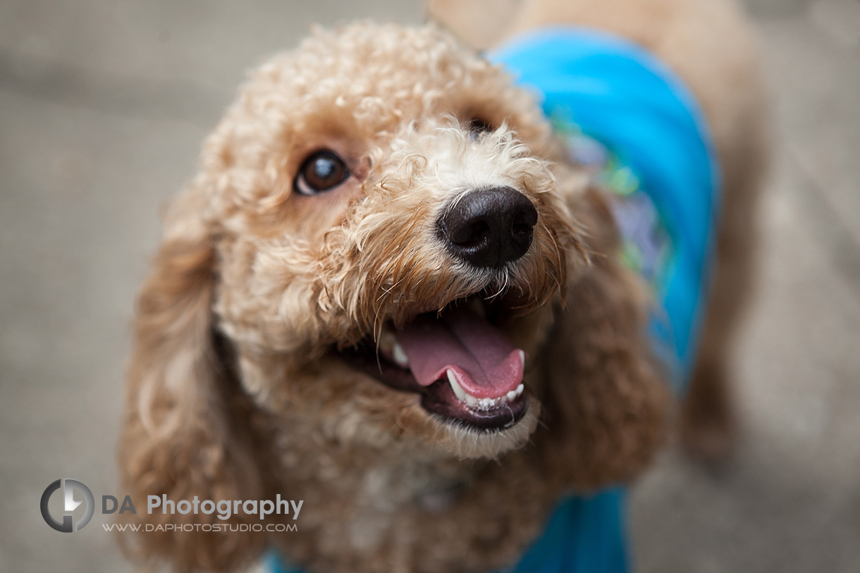 Close Up Dog Portrait - Family & Pet Photography by Dragi Andovski - www.daphotostudio.com