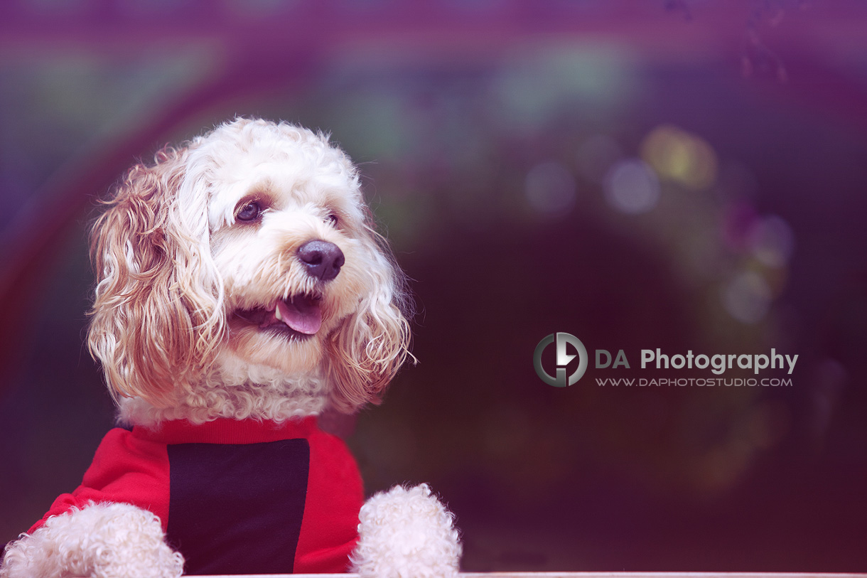 Creative Outdoor Pet Photos- Family & Pet Photography by Dragi Andovski - www.daphotostudio.com