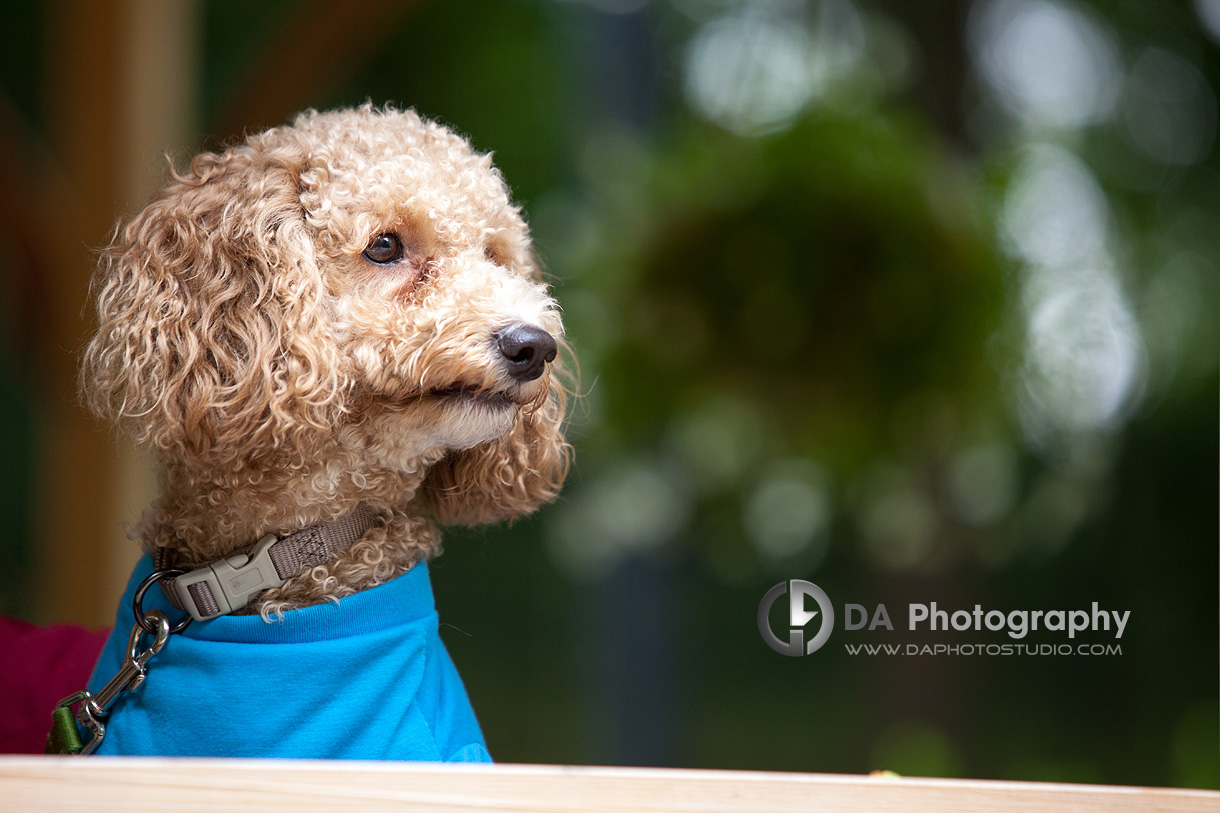 Creative Outdoor Pet Photos- Family & Pet Photography by Dragi Andovski - www.daphotostudio.com