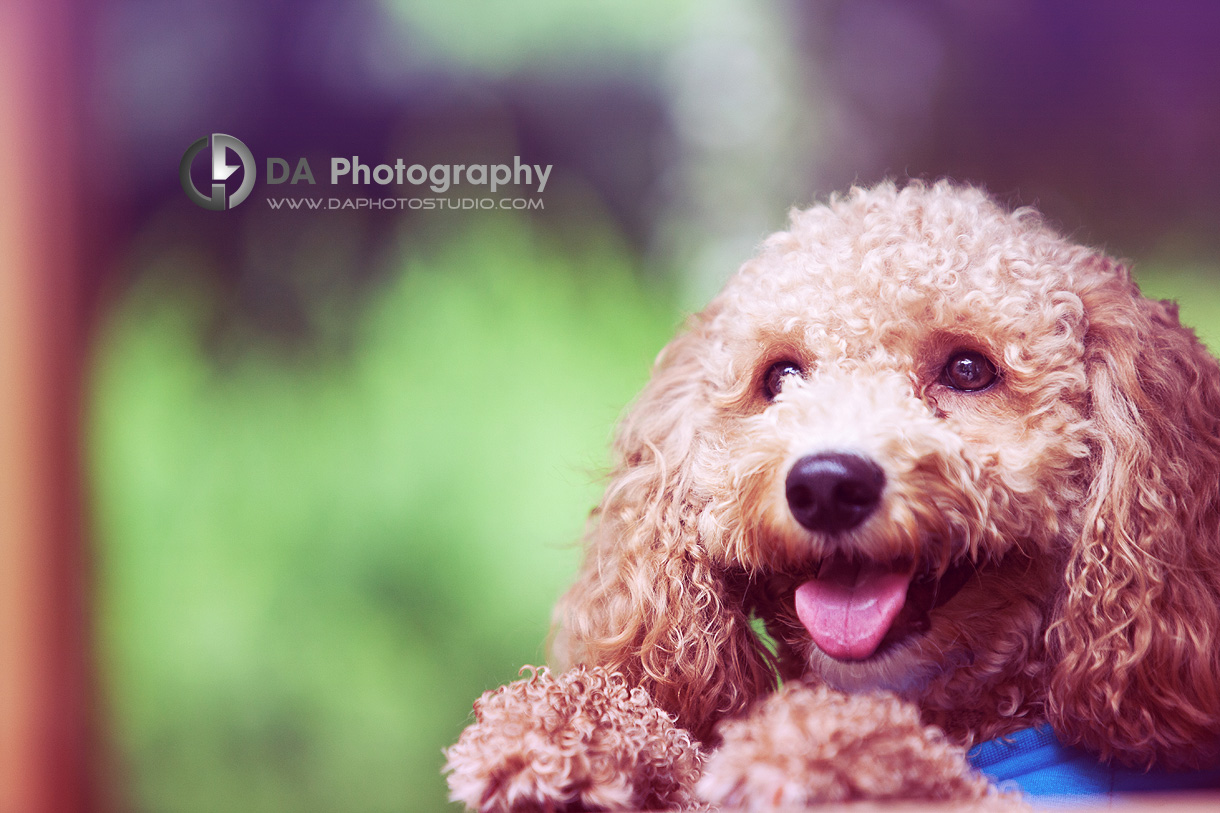 Creative Edit Dog Portrait - Family & Pet Photography by Dragi Andovski - www.daphotostudio.com