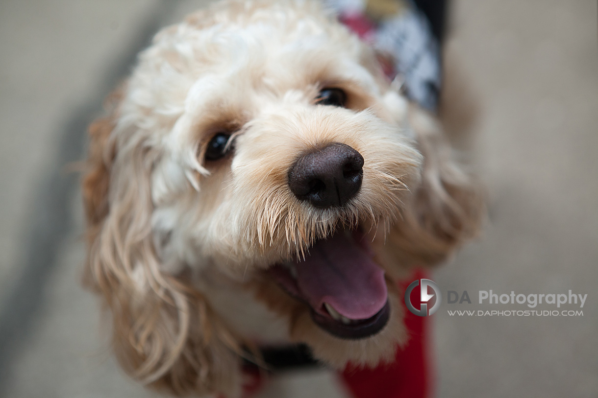 Happy Dog Photo - Family & Pet Photography by Dragi Andovski - www.daphotostudio.com