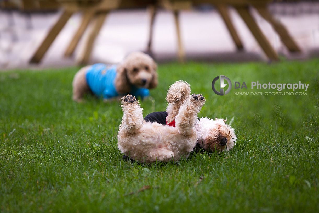 Playful Dog Photos - Family & Pet Photography by Dragi Andovski - www.daphotostudio.com