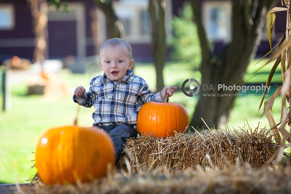 Thanksgiving time and the excitement of one toddler over the pumpkins - Thanksgiving Fall Portraits by DA Photography - www.daphotostudio.com