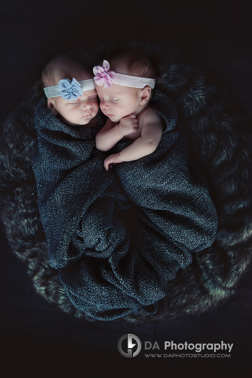 Twin newborn sisters snuggled together in a nest -Newborn babies by DA Photography - www.daphotostudio.com