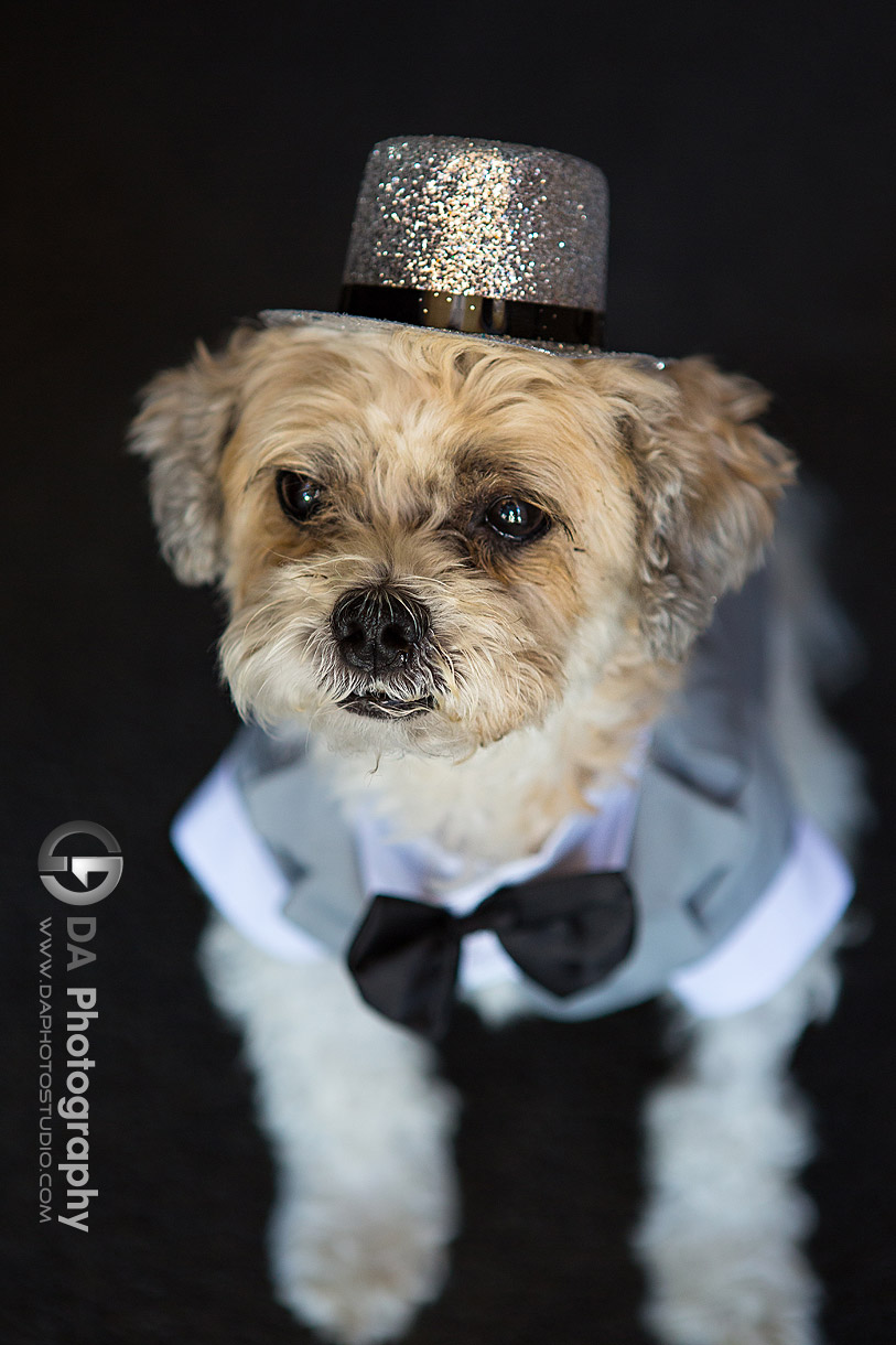 Dog dress in wedding attire on a wedding day