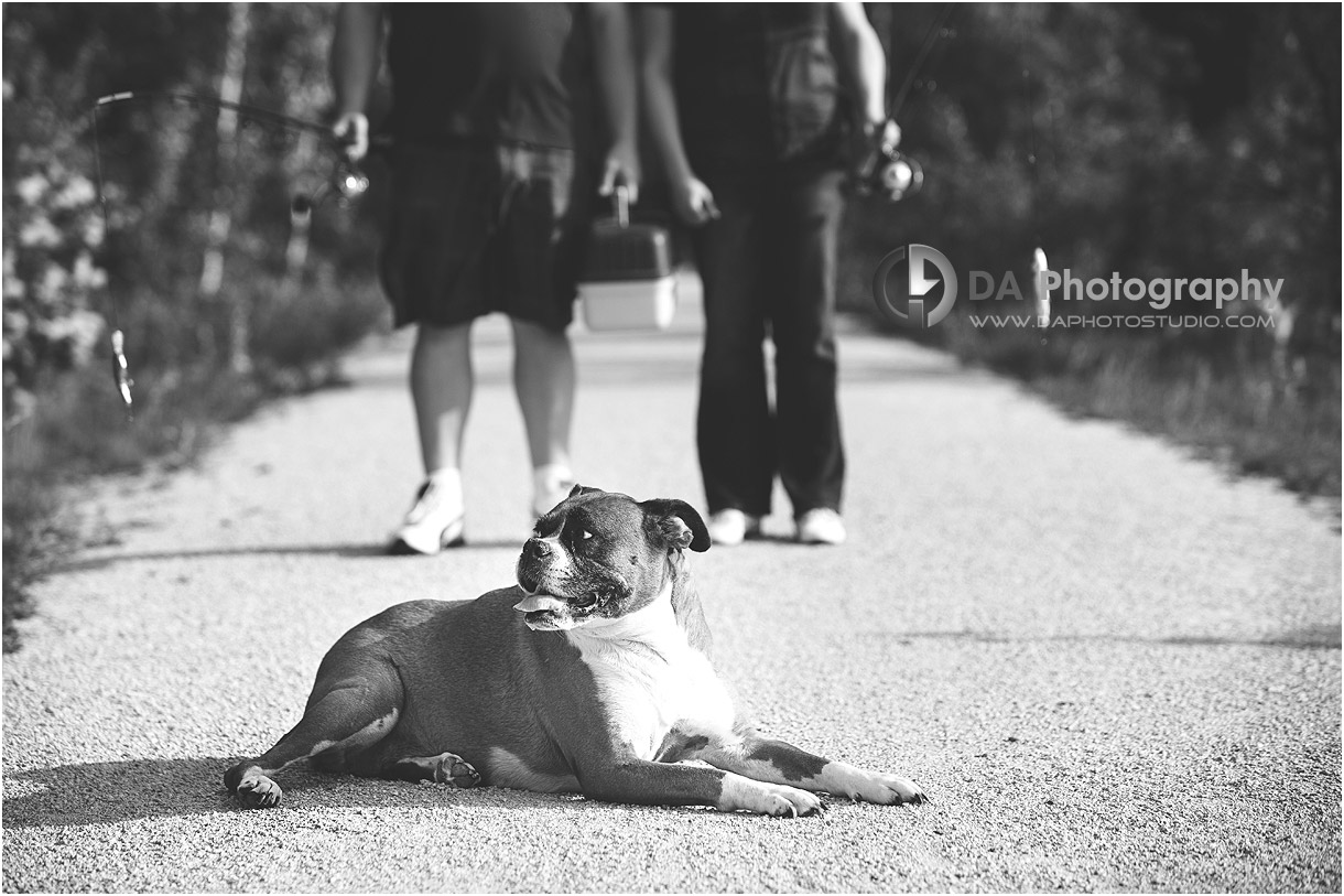 Dog in Creative Engagement Photos