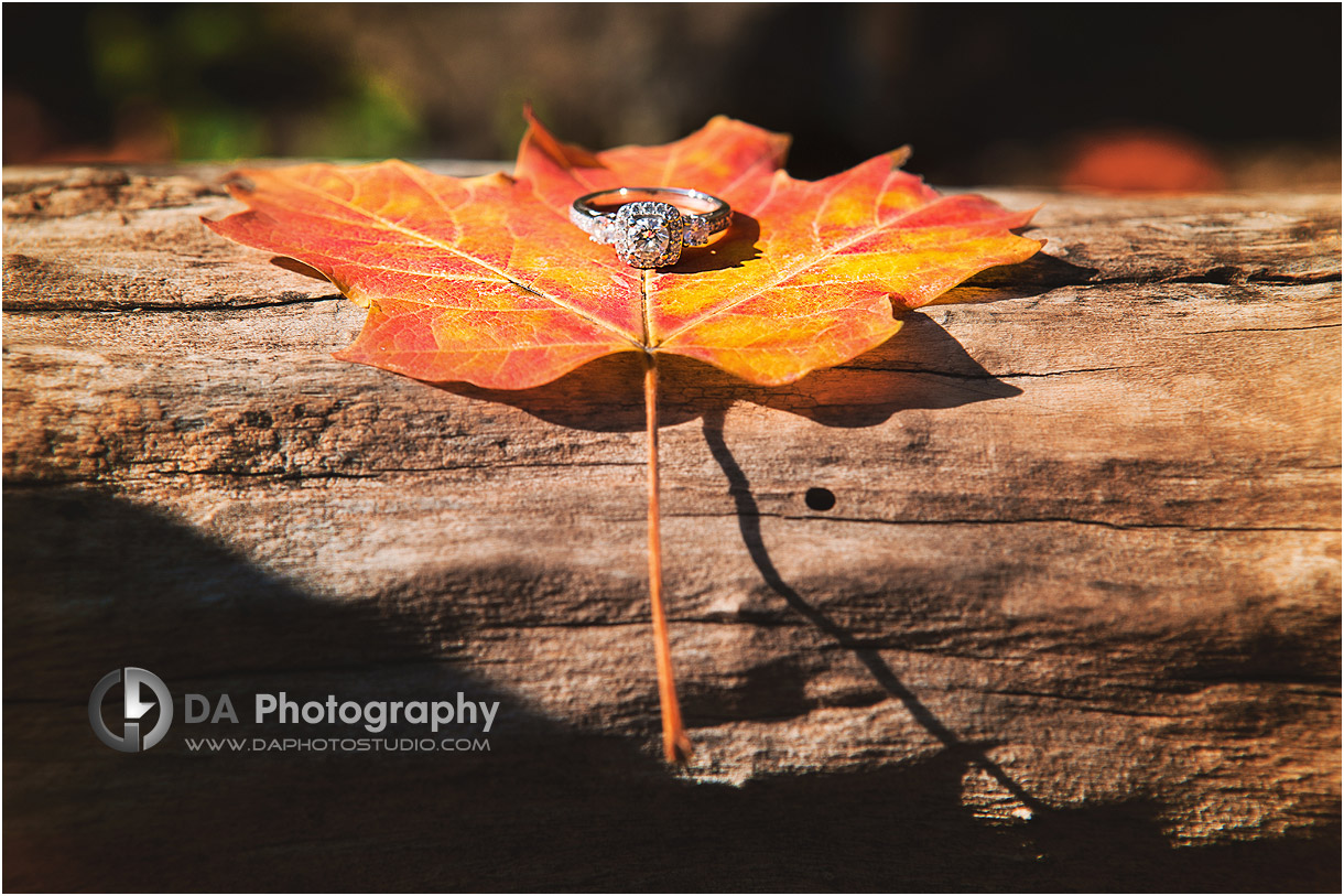 Fall Photo Session at Albion Falls