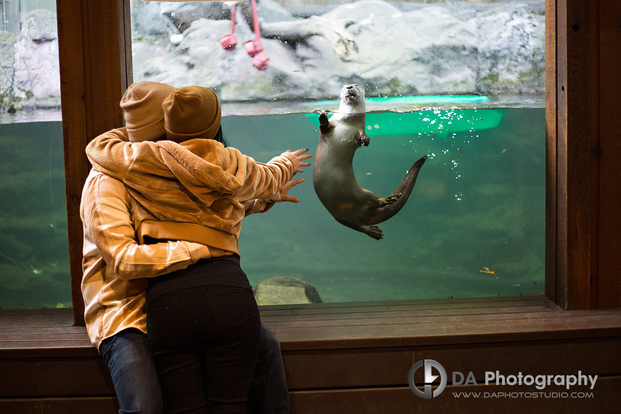 Engagement Photo at Toronto Zoo with a otter