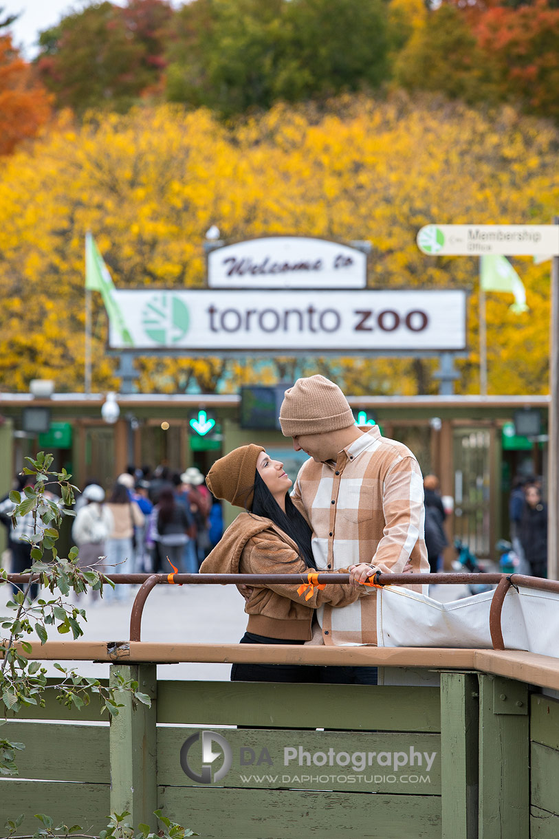 Zoo Engagements in Toronto