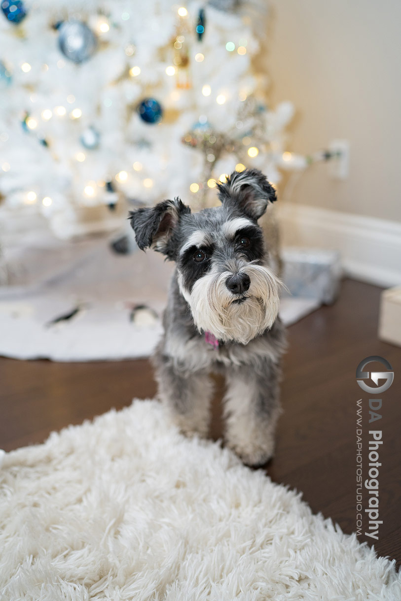 Photo of a dog by a the white Christmas Tree